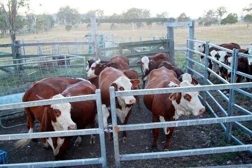 Powder Coating Steel Space Frames Featuring High Seismic Resistance and Suitable for Large Scale Infrastructure Projects